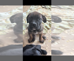 Puppy Orange Boerboel