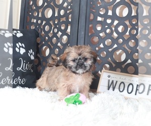 Shih Tzu Puppy for sale in MOUNT VERNON, OH, USA