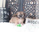 Image preview for Ad Listing. Nickname: Duchess Shihtzu