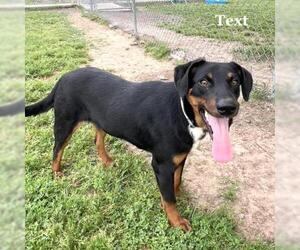 Black Mouth Cur-Doberman Pinscher Mix Dogs for adoption in Conroe, TX, USA