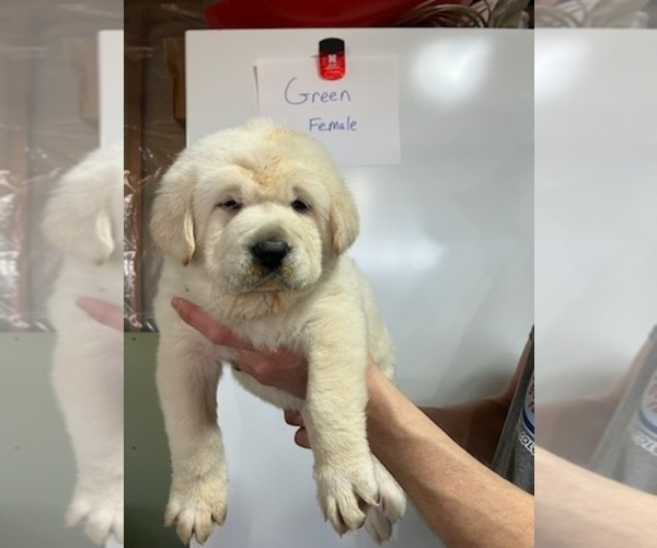 Medium Photo #3 Labrenees Puppy For Sale in PEETZ, CO, USA