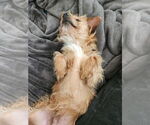 Small #7 Norwich Terrier Mix