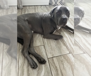 Cane Corso Dog for Adoption in ORLANDO, Florida USA