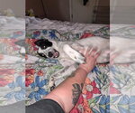 Small #2 Borador
