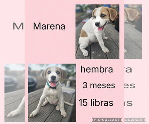 Labbe Dogs for adoption in Virginia Beach, VA, USA