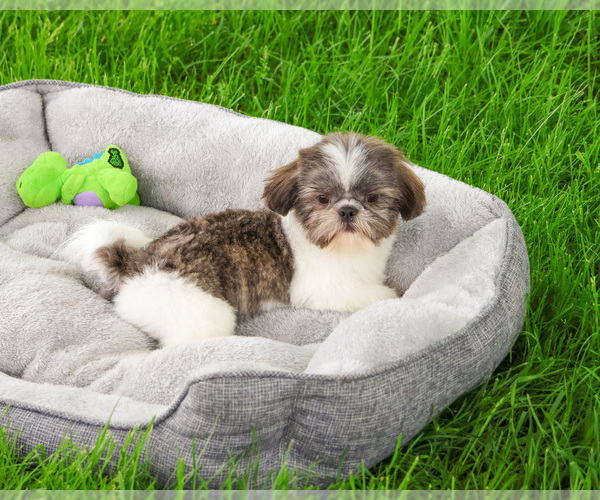 Medium Photo #1 Shih Tzu Puppy For Sale in SYRACUSE, IN, USA