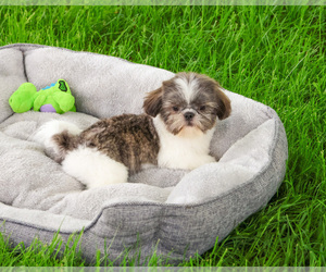 Shih Tzu Puppy for sale in SYRACUSE, IN, USA