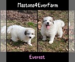 Puppy Puppy 5Everest Great Pyrenees