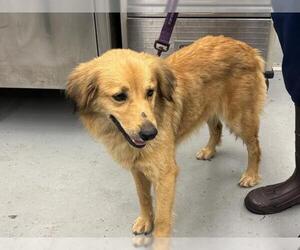 Golden Retriever-Unknown Mix Dogs for adoption in Waco, TX, USA
