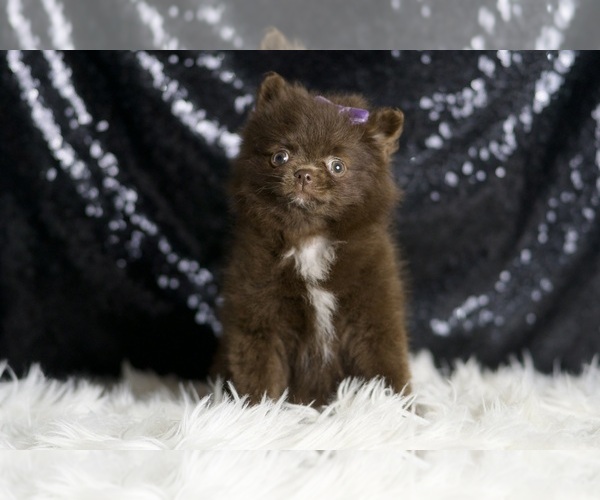 Medium Photo #28 Pomeranian Puppy For Sale in WARSAW, IN, USA