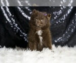 Small Photo #28 Pomeranian Puppy For Sale in WARSAW, IN, USA