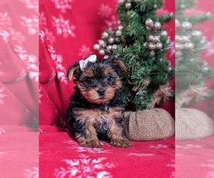 Yorkshire Terrier Puppy for sale in OXFORD, PA, USA