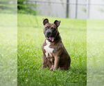 Small #1 American Pit Bull Terrier