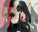 Small #4 American Staffordshire Terrier Mix
