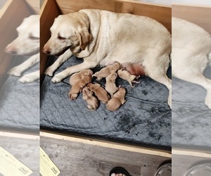 Mother of the Labrador Retriever puppies born on 06/15/2025