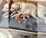 Small Photo #1 Labrador Retriever Puppy For Sale in DODGEVILLE, WI, USA