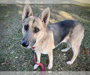 German Shepherd Dog Dogs for adoption in Tallahassee, FL, USA