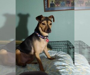 Miniature Pinscher-Unknown Mix Dogs for adoption in Bellingham, WA, USA
