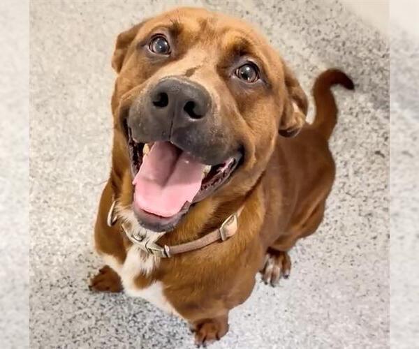 Medium Photo #2 Labrador Retriever-Unknown Mix Puppy For Sale in Houston, TX, USA