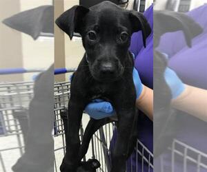 American Pit Bull Terrier Dogs for adoption in Conroe, TX, USA