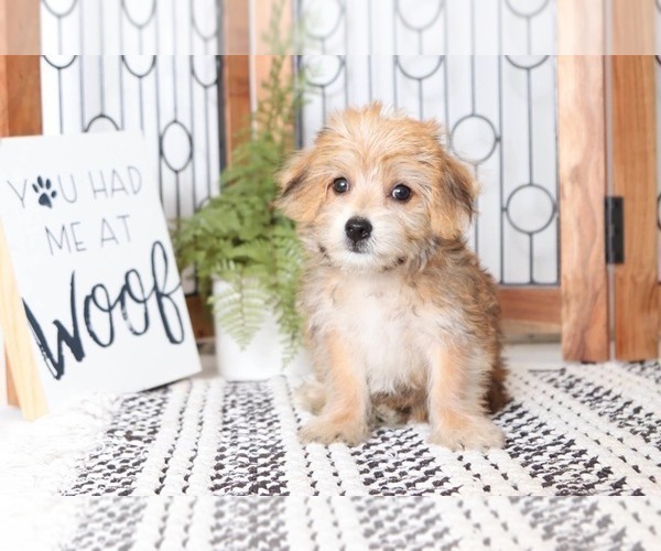 Medium Photo #1 Morkie Puppy For Sale in NAPLES, FL, USA
