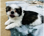 Small #3 Shih Tzu