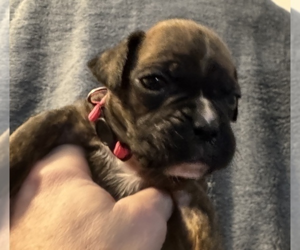 Medium Photo #10 Boxer Puppy For Sale in LANSING, MI, USA