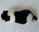 Small #4 Akita