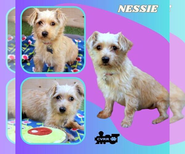 Medium Photo #1 Silky Terrier-Unknown Mix Puppy For Sale in Lindsay, CA, USA