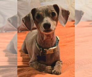 Dachshund Dogs for adoption in Gulfport, MI, USA