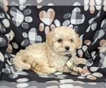 Small Photo #5 Bichpoo Puppy For Sale in NOTTINGHAM, PA, USA