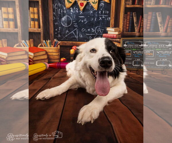 Medium Photo #28 Aussie Pyrenees Puppy For Sale in Houston, TX, USA