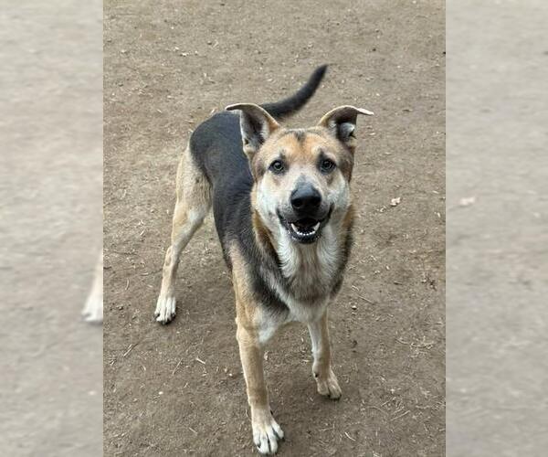 Medium Photo #2 German Shepherd Dog-Unknown Mix Puppy For Sale in Riverside, CA, USA