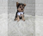 Small Photo #3 Yorkshire Terrier Puppy For Sale in INDIANAPOLIS, IN, USA