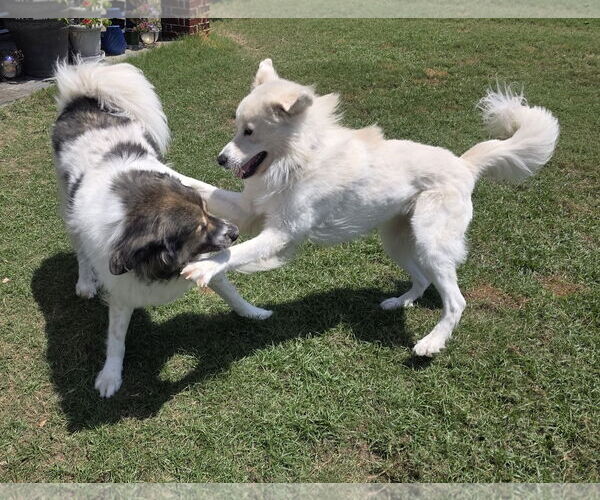 Medium Photo #10 Great Pyrenees-Unknown Mix Puppy For Sale in Houston, TX, USA