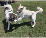 Small #9 Great Pyrenees Mix