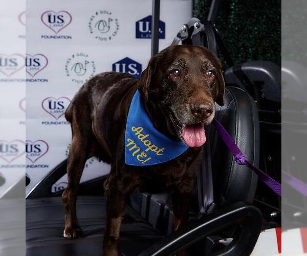 Medium Photo #4 Labrador Retriever Puppy For Sale in San Diego, CA, USA