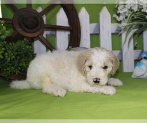 Poodle (Standard) Puppy for sale in CHANUTE, KS, USA