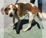 Small #3 Mutt