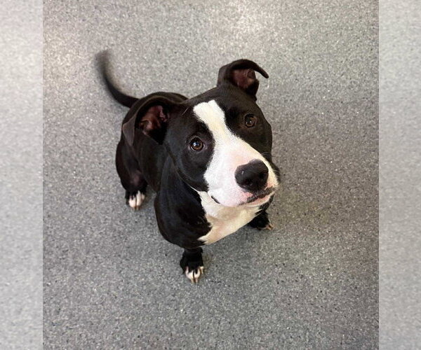 Medium Photo #2 Mutt Puppy For Sale in Low Moor, VA, USA