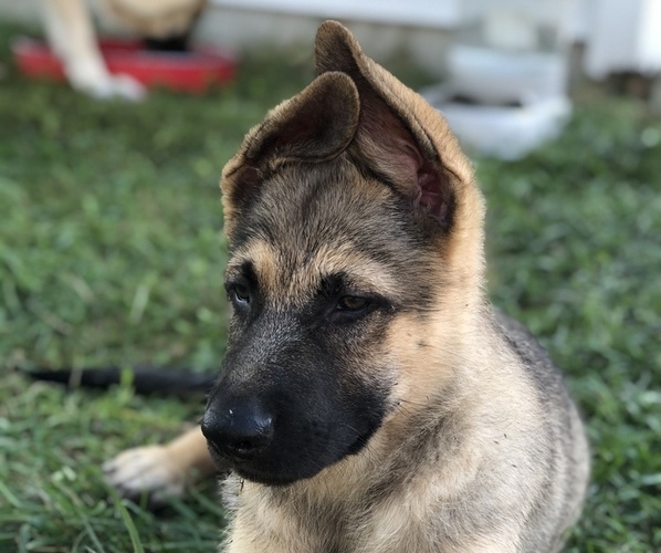 Medium Photo #11 German Shepherd Dog Puppy For Sale in BLMGTN, IN, USA