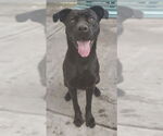 Small #1 Labrador Retriever Mix