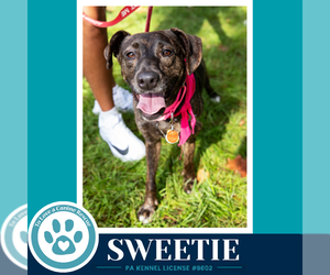 Mutt Dogs for adoption in Kimberton, PA, USA