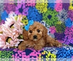 Small #6 Cavapoo