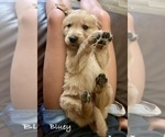 Small Photo #24 Golden Retriever Puppy For Sale in HAMPSTEAD, NC, USA