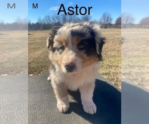 Australian Shepherd Puppy for sale in GUTHRIE, OK, USA