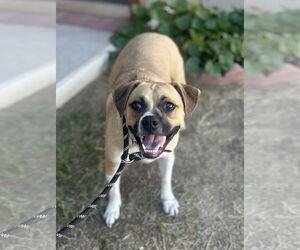 Puggle Dogs for adoption in Phoenix, AZ, USA