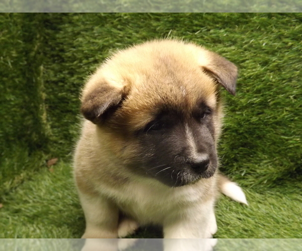 Medium Photo #4 Akita Puppy For Sale in ROLLA, MO, USA