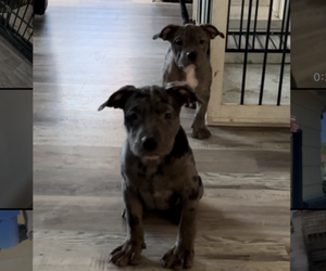 American Bully Puppy for sale in SACRAMENTO, CA, USA