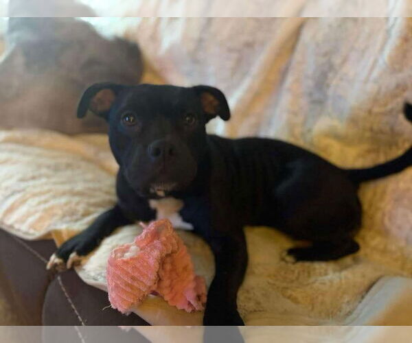 Medium Photo #32 Bulldog-Unknown Mix Puppy For Sale in Germantown, OH, USA